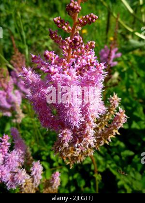 Astilbe arendsii rosa Blüten, Ziegenbart, falsche Spirea im Sommergarten Stockfoto