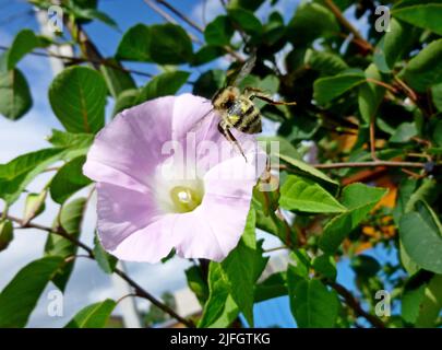 Europäische Bindenkraut, Maissilie, Convolvulus arvensis blüht im Garten. Blumen und Blätter gegen den Himmel Stockfoto