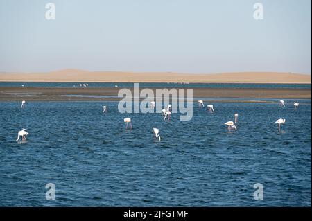 Gruppe von rosa Flamingos an der Walvis Bay in Arika Namibia Stockfoto