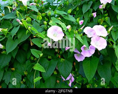 Europäische Bindenkraut, Maissilie, Convolvulus arvensis blüht im Garten. Blumen und Blätter gegen den Himmel Stockfoto