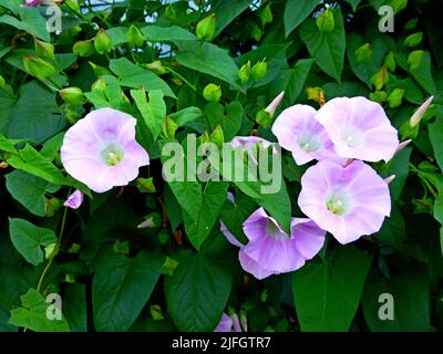 Europäische Bindenkraut, Maissilie, Convolvulus arvensis blüht im Garten. Blumen und Blätter gegen den Himmel Stockfoto