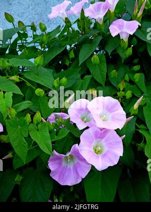 Europäische Bindenkraut, Maissilie, Convolvulus arvensis blüht im Garten. Blumen und Blätter gegen den Himmel Stockfoto