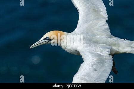 Northern Gannet (Morus bassanus), Hermaness, Shetland Islands, Schottland, Großbritannien Stockfoto