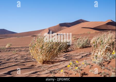 Wüstenlandschaft mit Gräsern und roten Sanddünen, Sossusvlei, Namibia Stockfoto