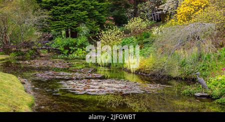 Water Garden in Attadale Gardens, Strathcarron, Wester Ross, Schottland Stockfoto