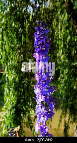 Nahaufnahme von schönen Blumen von Delphinium elatum auch bekannt als alpines Delphinium, Kerzenlarkspur, Alpiner Larkspur, Bienenlarkspur etc. In Eoty gesichtet Stockfoto