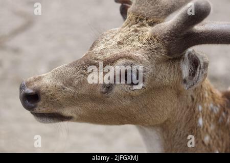 Chital- oder cheetalhirsche (Achsenachse), auch als Gefleckter oder Achsenhirsche im Prambanan Temple Park in Indonesien bekannt. Stockfoto