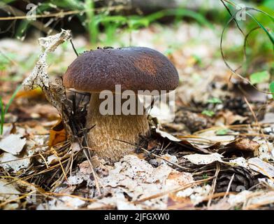 Essbarer Steinpilz mit brauner Kappe in einer Waldlichtung aus der Nähe Stockfoto