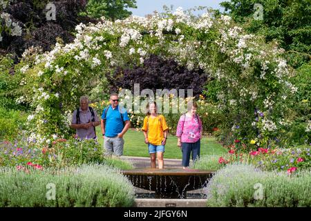 Rosa mulliganii. Besucher in farbenfroher Kleidung unter dem Rosenbogen im Hüttengarten der RHS Wisley Gardens, Surrey, England Stockfoto