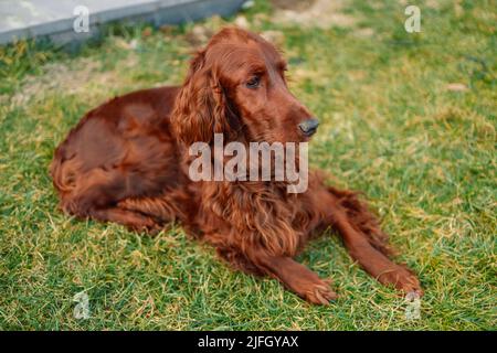 Schöner roter irischer Setter Hund, der bei Sonnenaufgang auf grünem Sommerrasen auf der Frühlingslandschaft liegt Stockfoto