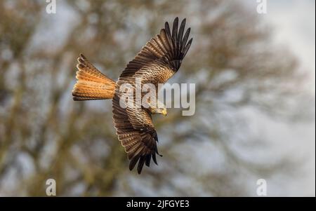 Red Kite (Milvus milvus) in Aberglasney Gardens, Llangathen, Wales, Großbritannien Stockfoto