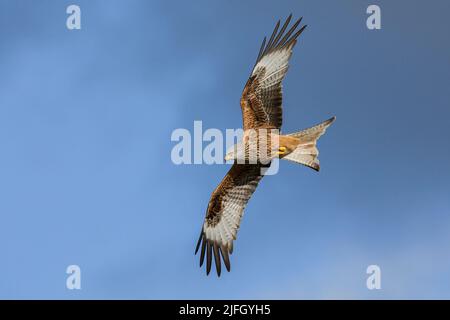 Red Kite (Milvus milvus) in Aberglasney Gardens, Llangathen, Wales, Großbritannien Stockfoto