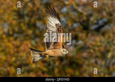 Red Kite (Milvus milvus) in Aberglasney Gardens, Llangathen, Wales, Großbritannien Stockfoto