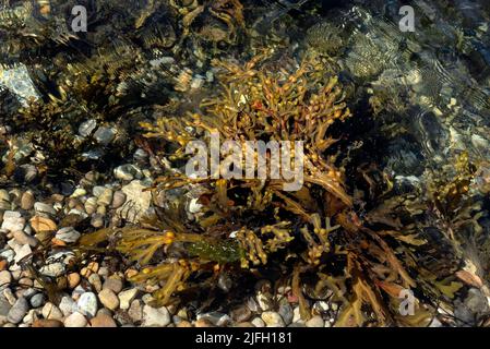 Blasengestell schwimmt am Ufer Stockfoto