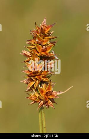 Falsche Fuchs-Segge Carex otrubae Stockfoto