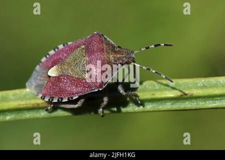 Hairy Shieldbug alias Sloe Bug Dolycoris baccarum Stockfoto