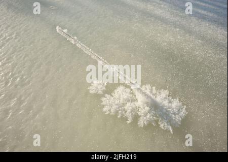 Große Kristalle von Frost auf dem Rasen geht im Spätwinter Stockfoto