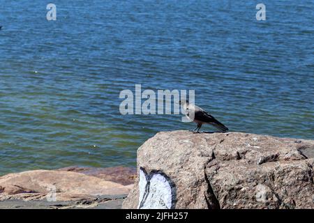 Felsen und Steine treffen auf die ruhige Wasseroberfläche der Ostseeküste in Helsinki, Finnland, plus einen Vogel auf einem großen Felsen. Sonniger Sommertag. Landschaftlich Schön Stockfoto