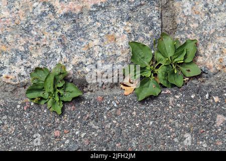 Kleine grüne Pflanzen überleben durch eine Straße. Konzept von Stärke, Freiheit, Überleben und Erfolg. Architekturdetails in Helsinki, Finnland. Stockfoto
