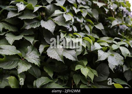 Grüne Wand mit einer Pflanze mit vielen grünen Blättern bedeckt. Fotografiert nach einem Regen, so dass die Blätter Regenwassertropfen auf ihnen haben. Wunderschön natürlich. Stockfoto