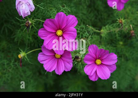 Leuchtend rosa Kosmos aka Aster Blumen (Finne: kosmos kukka) in Nahaufnahme mit einigen Grüns im Hintergrund. Schöne Frühlingsblumen fotografiert. Stockfoto