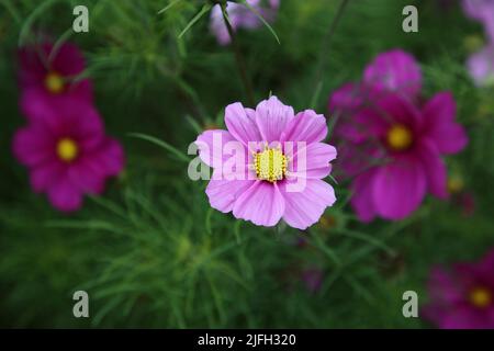 Leuchtend rosa Kosmos aka Aster Blumen (Finne: kosmos kukka) in Nahaufnahme mit einigen Grüns im Hintergrund. Schöne Frühlingsblumen fotografiert. Stockfoto