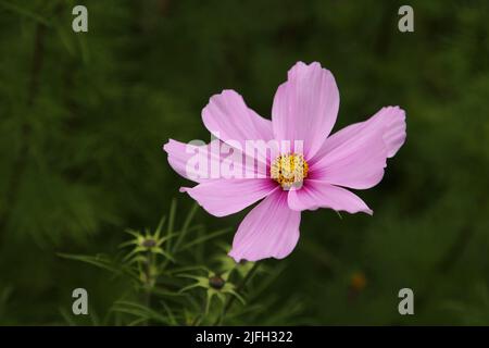 Leuchtend rosa Kosmos aka Aster Blumen (Finne: kosmos kukka) in Nahaufnahme mit einigen Grüns im Hintergrund. Schöne Frühlingsblumen fotografiert. Stockfoto