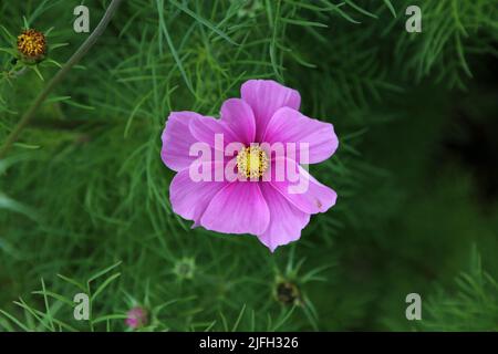 Leuchtend rosa Kosmos aka Aster Blumen (Finne: kosmos kukka) in Nahaufnahme mit einigen Grüns im Hintergrund. Schöne Frühlingsblumen fotografiert. Stockfoto