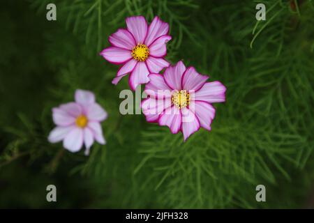 Leuchtend rosa Kosmos aka Aster Blumen (Finne: kosmos kukka) in Nahaufnahme mit einigen Grüns im Hintergrund. Schöne Frühlingsblumen fotografiert. Stockfoto