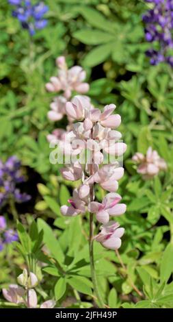 Schöne Lupine Blume mit grünem Hintergrund. Auch bekannt als Lupinus texensis, albus. Entdeckt in Ooty, indien Stockfoto