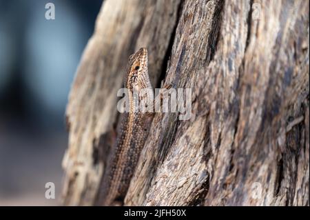 Kalahari-Baumskink (Trachylepis spilogaster) auf einem Baum Stockfoto