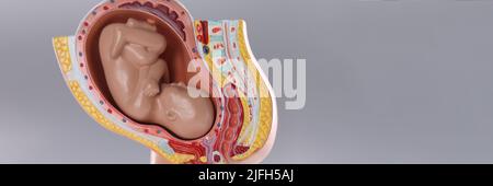 Nahaufnahme eines künstlichen Pseudo-Uterus mit Fötus auf grauem Hintergrund Stockfoto