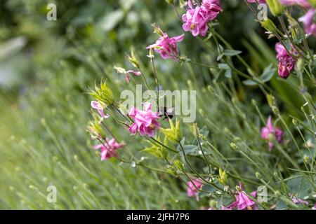 Eine große blaue Holzbiene, Xylocopa violacea, sucht auf einer rosa Blume nach Pollen. Stockfoto