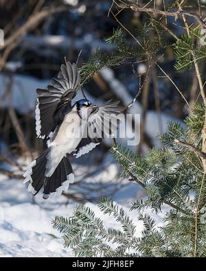 Blauer Eichelhäher, der mit offenen Flügeln fliegt und ausgebreitete Flügel, Schwanz, Körper, Schnabel, blaue Farbe in der Wintersaison und Umgebung zeigt. Stockfoto