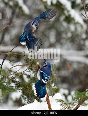 Blaues Eichelhäher-Paar, das in der Wintersaison mit ausgebreiteten Flügeln über den anderen Vogel fliegt und blaue Federfarben, offene Flügel, Schwanz, Körper, Kopf zeigt. Stockfoto