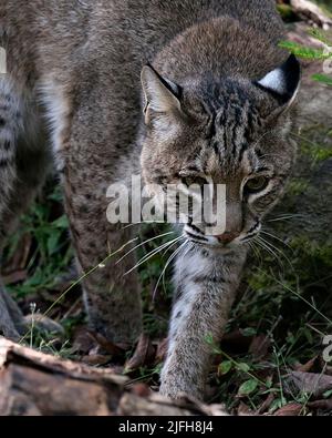 Bobcat Nahaufnahme beim Gehen und Betrachen der Kamera mit braunem Fell, Körper, Kopf, Ohren, Augen, Nase, Mund, Pfoten, und genießen Sie seine Umgebung. Stockfoto