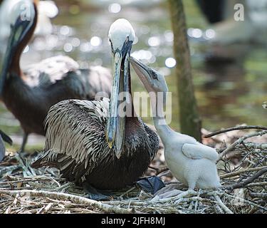 Brauner Pelikan-Erwachsener, dessen Baby Pelikan den Mutterpelikan küsst und Körper, Kopf, Schnabel, Auge, Federgefieder in ihrer Umgebung zeigt. Stockfoto