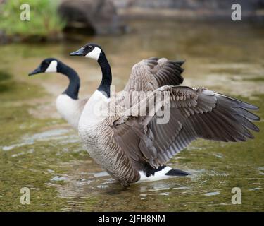 Kanadische Gänse haben ihre im Wasser ausgebreiteten Flügel und zeigen ihre ausgebreiteten Flügel, ihre braune Feder, ihren Körper, ihren Kopf und ihren Hals in ihrer Lebensraumumgebung Stockfoto