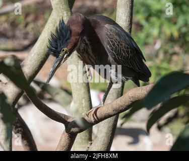 Grüner Reiher auf einem Zweig sitzend kratzender Schnabel, zeigt flauschiges Federgefieder, Körper, Schnabel, Kopf, Auge, Füße mit unscharfem Hintergrund. Stockfoto