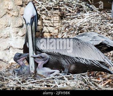 Brauner Pelikanvögel mit seinen Babypelikanen, die interagieren, während er seinen Körper, Kopf, Schnabel, Auge, Gefieder in seiner Umgebung und seinem umgebenden Lebensraum zeigt. Stockfoto