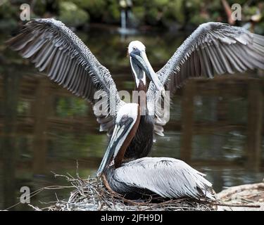 Braunes Pelikan-erwachsenes Paar, das in ihrem Lebensraum und ihrer Umgebung interagiert und das Leben genießt, zeigt braun-graue Federn, Gefieder und Flügel. Pelican Photo Stockfoto