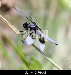 Witwe Skimmer Männlich. Foothills Park, Santa Clara County, Kalifornien, USA. Stockfoto