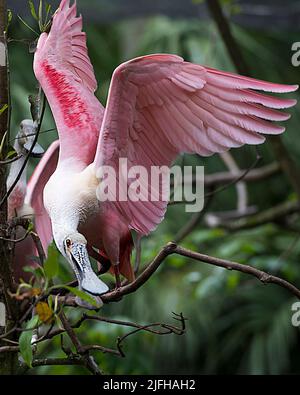 Roseat Spoonbill thronte auf einem Baumzweig mit ausgebreiteten Flügeln in seiner Umgebung und seinem Lebensraum mit rosa Federflügeln und offenem Schnabel. Löffelschnabel Stockfoto
