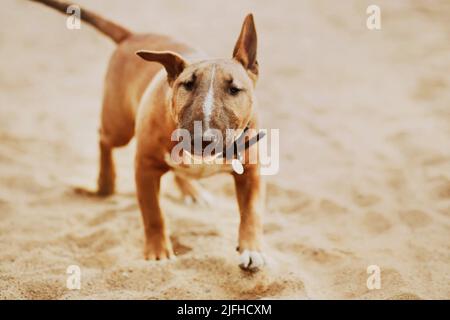 Süßer Ingwer-Bulle-Terrier-Welpe in einem schwarzen Kragen läuft fröhlich am Sandstrand entlang. Ein Haustier. Stockfoto