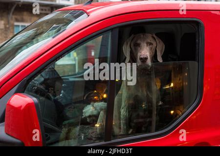 Ein Weimaraner Hund, der aus einem Autofenster schaut. Stockfoto