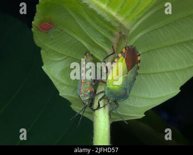 Zwei grüne Käfer bereit für die Paarung unter dem Blatt Stockfoto
