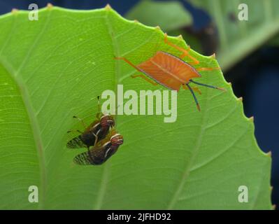 Signalfliege paart sich in der Nähe der grünen Käfer-Nymphe unter dem Blatt Stockfoto