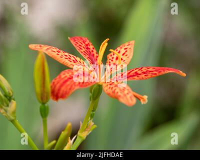 Nahaufnahme einer schönen orangefarbenen Brombeerlilie Stockfoto