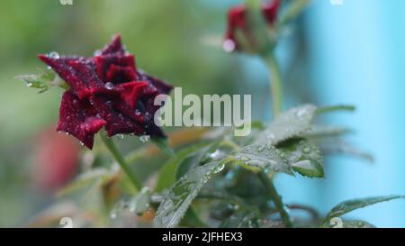 Schönste Blume Stockfoto