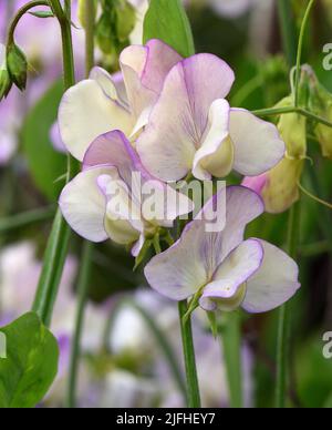 Nahaufnahme der Blüten von Sweet Pea Green Fingers. Stockfoto